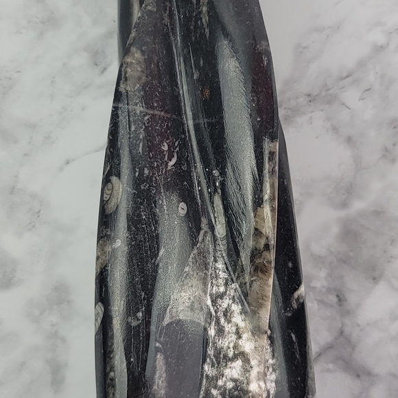 Orthoceras Fossil Home Decor Office Desk Bookend Display Black Gray Accent - Picture 9 of 16